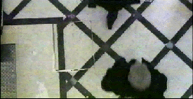 d-squared video project : Documentary:  Play and Display, 21 videos 